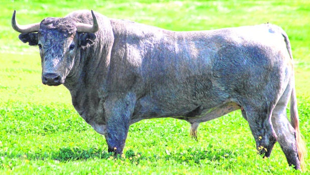 «Buscador», uno de los toros previstos para el Domingo de Ramos