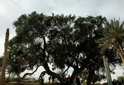 El árbol «sagrado» en el que se cree que Moisés cortó una rama para convertir el manantial salado en dulce