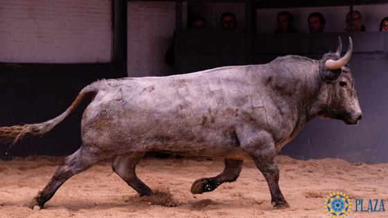 Tercer toro