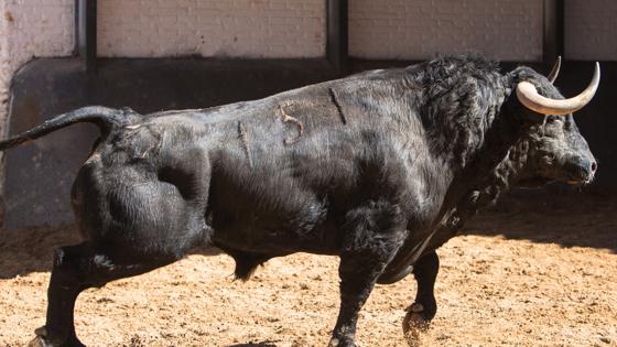 Segundo toro
