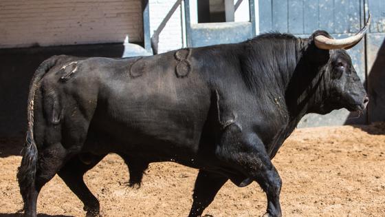 Quinto toro