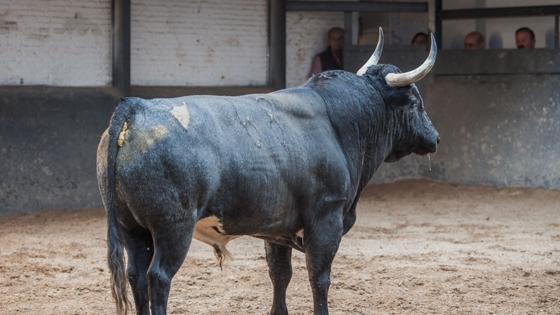 Tercer toro