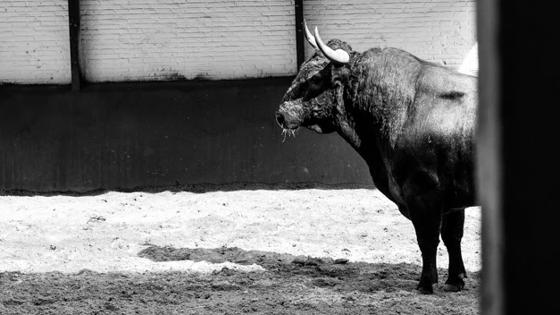 Un victorino en los corrales de Madrid