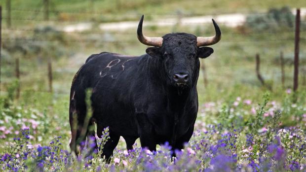El toro, en su hábitat natural
