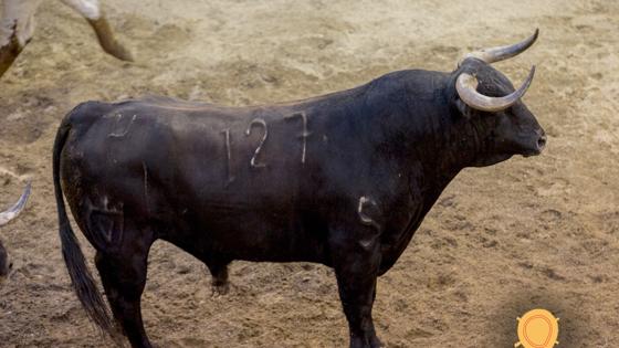 Quinto toro