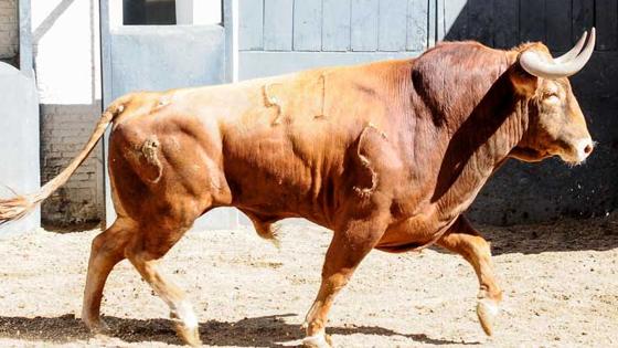 Primer toro, del Tajo