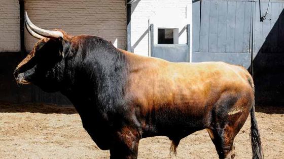 Segundo toro, de la Reina