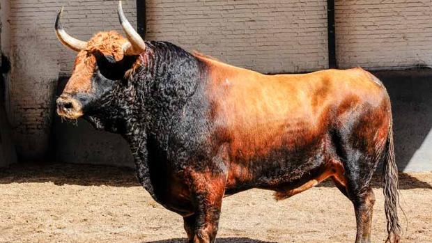 Directo Eugenio De Mora Ritter Y Espada Toro A Toro En San Isidro