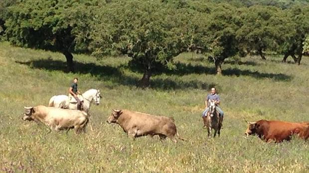 Los hombres del campo bravo