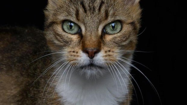 Imagen de archivo de un gato