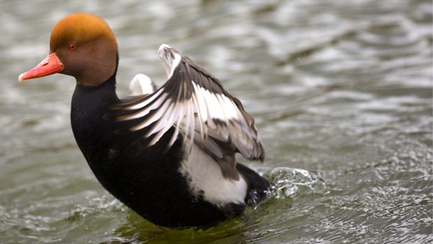 El Pato Colorado Una Anatida Inclasificable