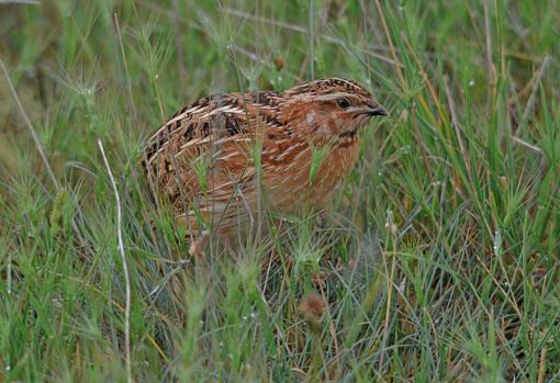 The quail is characterized by its complex traveling and reproductive patterns