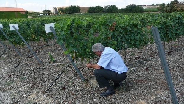 Los principales destinos de las exportaciones de vino son Alemania, Reino Unido y, en volumen, Francia
