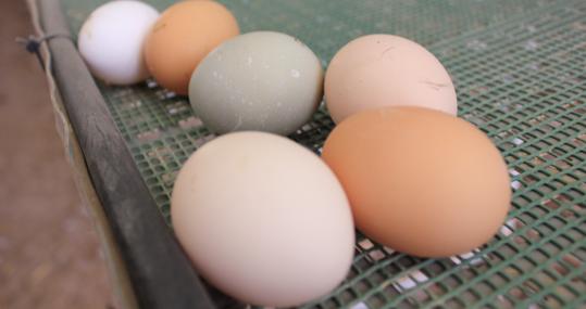 Los huevos que te trae tu abuelo del pueblo no son ecológicos