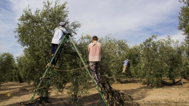 Recogida de la aceituna en una finca de Sevilla