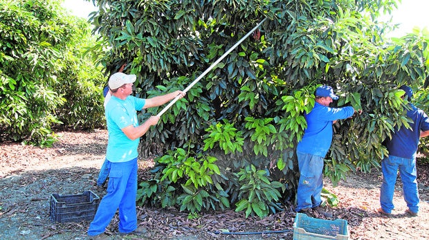 Aguacate El Negocio Redondo De La Fruta De Moda