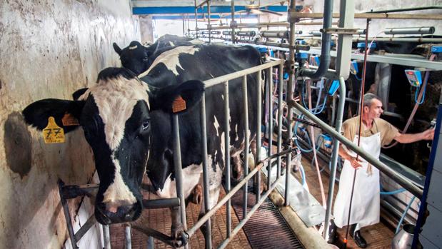 La leche y la mantequilla han aumentado un 1,6%, hasta alcanzar los 2.555 millones de euros, reuniendo el 31% del mercado total