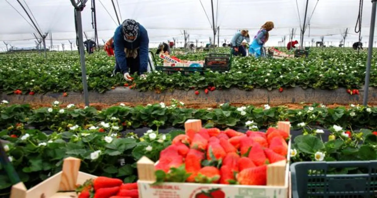 Aqui Si Hay Trabajo El Campo Necesita Hasta 150 000 Trabajadores