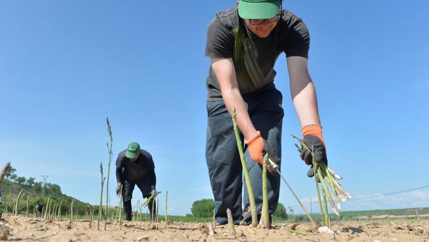 temporeros-agricultores-kguE--620x349@abc.jpg