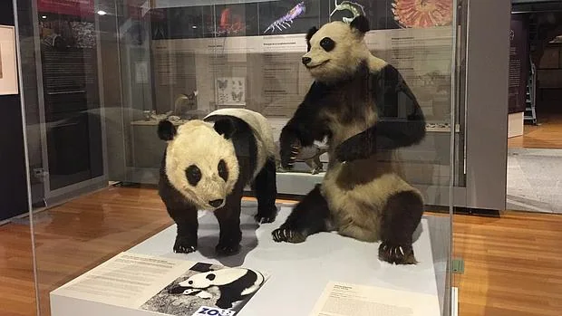 Chu-Lin «reaparece» disecado en el Museo Nacional de Ciencias Naturales