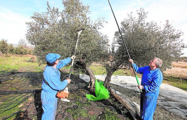 Dos agricultores varean una oliva