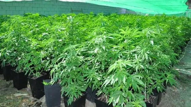 Desmantelan una gran plantación de marihuana en Medina del Campo