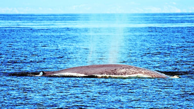 Un ejemplar de ballena azul, el animal más grande del planeta, avistado por los científicos del BDRI frente a Galicia
