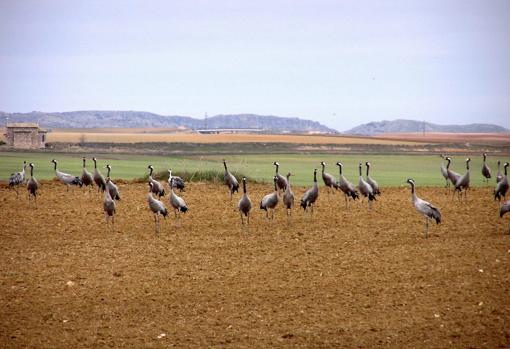 Grullas, durante su trashumancia en Castilla-La Mancha