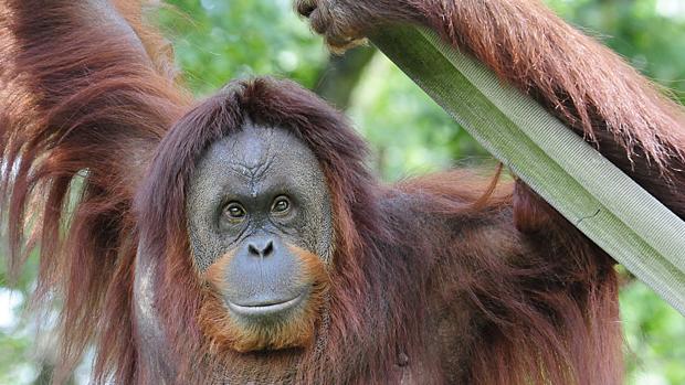 Hay 384 orangutanes en zoos europeos