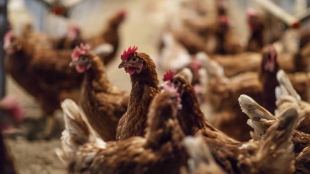 Imagen de las gallinas criadas en el suelo en las instalaciones de Huevos Guillén