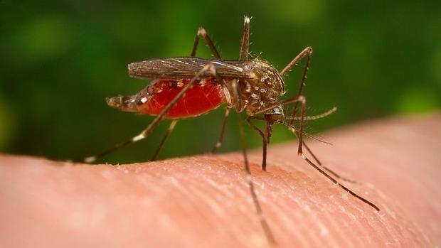 Un ejemplar del Aedes japonicus