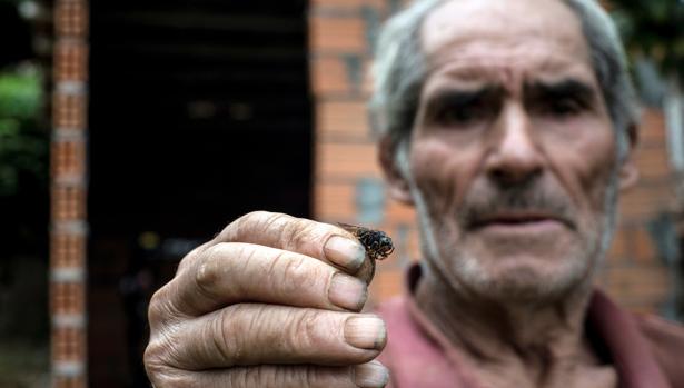 Un hombre muestra a cámara una avispa velutina