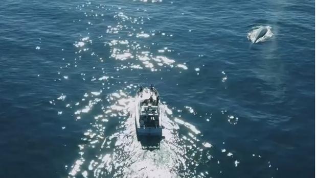 Las imágenes fueron captadas por un dron cerca de la costa