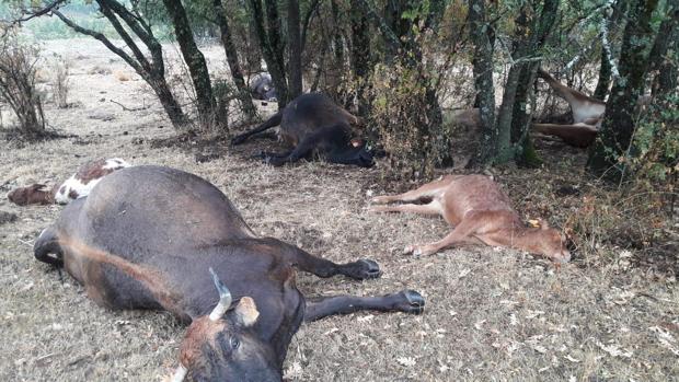Así han quedado los animales de la pequeña explotación