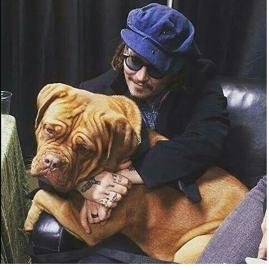 Depp abrazando a un dogo de Burdeos