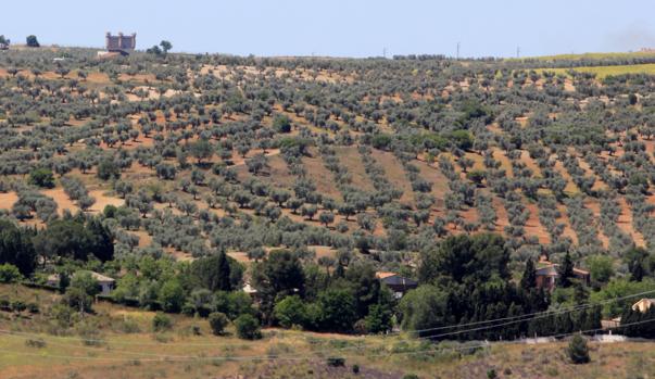 Terrenos donde se asentará el parque temático; al fondo, Guadamur