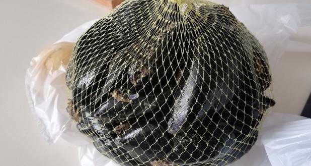 Imagen de una malla de auténticas clóchinas valencianas