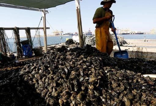 Imagen de una de las bateas de clóchinas del puerto de Valencia