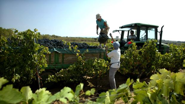 Trabajadores del campo durante una campaña de vendimia