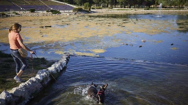 Unos perros se refrescan en el lago del parque de Las Cruces, plagado de algas