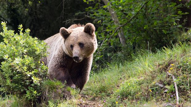Imagen de archivo de un oso pardo