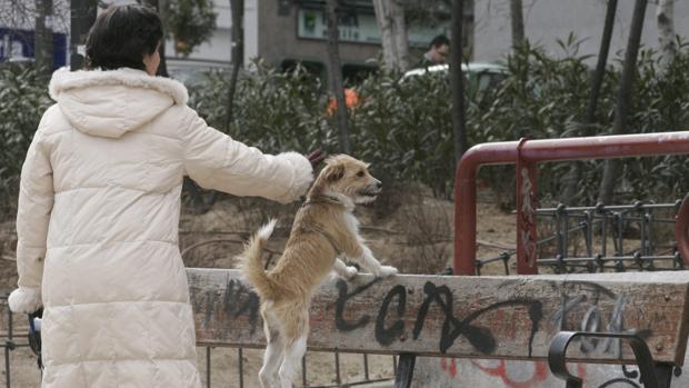 Un perro con su propietaria en un parque