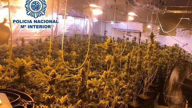 Imagen de las plantas que han sido incautadas por las autoridades