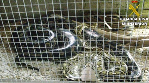 Varios reptiles en uno de los criaderos ilegales descubiertos por la Guardia Civil