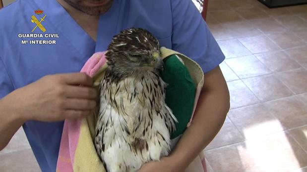 Una de las aves electrocutadas en manos del Grupo de Rehabilitación de la Fauna Autóctona y su Hábitat