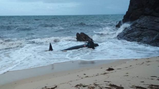 Ballena varada en Foz