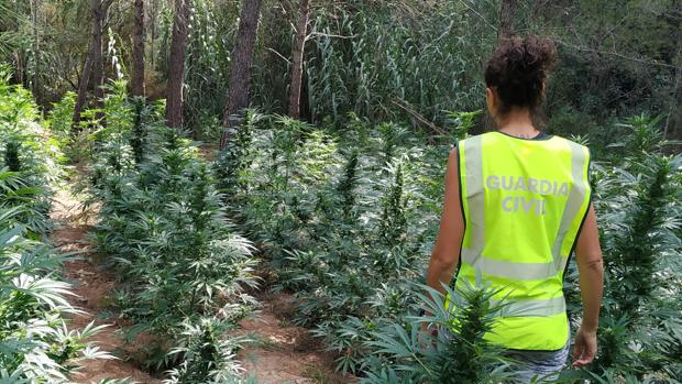 Imagen de la plantación de marihuana descubierta en Torrechiva (Castellón)