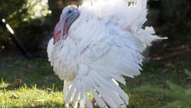 Imagen de archivo de un pavo