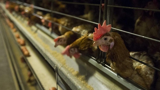 Un grupo de gallinas en una granja avícola en una imagen de archivo