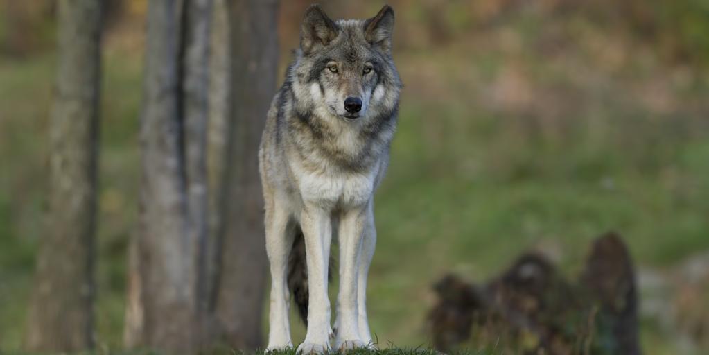 La coexistencia entre el lobo y el ganado, una tarea pendiente en Castilla-La Mancha